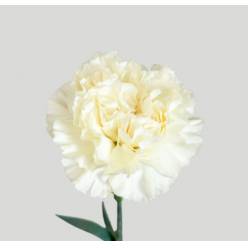 Clavel Col. Fancy Diletta Crema "T25"