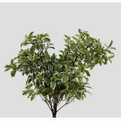 Pittosporum Italia Nigra 50cm 150gr (7 Dias - 2�)