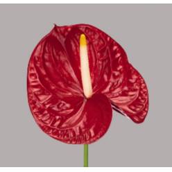 Anthurium Hol. Calisto �13  "CC12" (7 Dias - 2�)