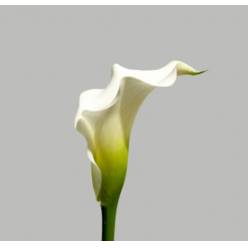 Calla Crystal Blush 55cm (7 Dias - 2�)