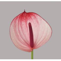 Anthurium Hol. Max. Elegance Bicolor �13  "CC12" (7 Dias - 2�)