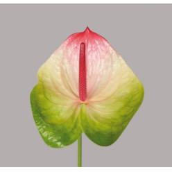 Anthurium Hol. Zafira �13  "CC12" (7 Dias - 2�)