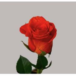 Rosa Hol. Patz 50cm (7 Dias - 2�)