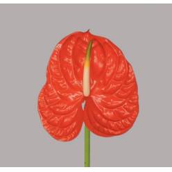 Anthurium Hol. Sun Eye 11� "CC16" (7 Dias - 2�)