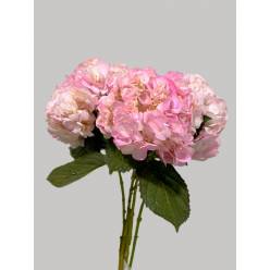 Hortensia Select Tint. Rosa 60cm �15/16 (7 Dias - 2�)