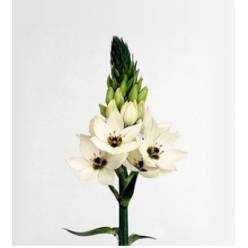 Ornitogalum Hol. Mount Fuji 45cm (7 Dias - 2�)