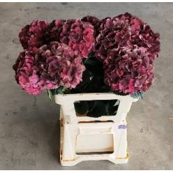 Hortensia Hol. D. Ruby Classic 60cm �16/18 (7 Dias - 2�)