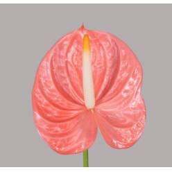 Anthurium Hol. Farao �13  "CC12" (7 Dias - 2�)