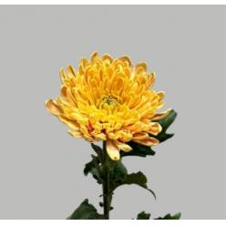 Uniflor Ecu. Rossano Orange (7 Dias - 2�)