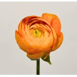 Ranunculos Ecu. Elegance Naranja 40cm (7 Dias - 2�)