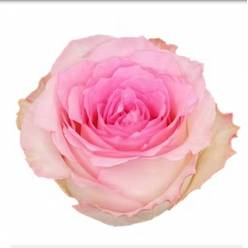 Rosa Ecu. Mandala 40cm Rs. (7 Dias - 2�)