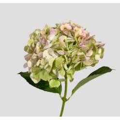 Hortensia Premium Antic Green 60cm �17/18 (7 Dias - 2�)