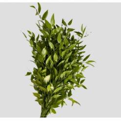 Ruscus Ramificado Short 500gr (7 Dias - 2�)