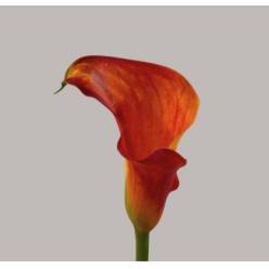 Calla Captain Brunello 60cm (7 Dias - 2�)