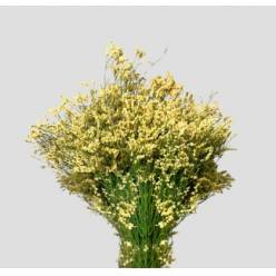 Limonium Nac. Hibrido Amarillo 70cm "T25" (7 Dias - 2�)