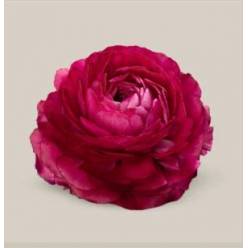 Ranunculos Ecu. Elegance Fucsia 35cm (7 Dias - 2�)