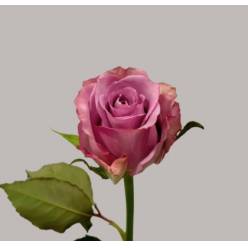 Rosa Hol. Thriller 60cm (7 Dias - 2�)