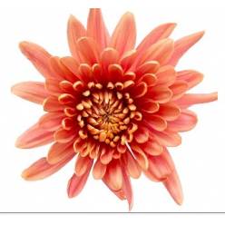 Uniflor Ecu. Veronica Salmon (7 Dias - 2�)