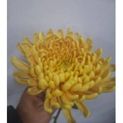 Uniflor Ecu. Aljonka Vintatge (7 Dias - 2�)