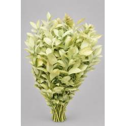 Ruscus Pintado Amarillo 80cm "T50" (7 Dias - 2�)