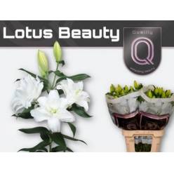 Oriental Hol. Bl. Doble Lotus Beauty 80cm 3/4 fl. (7 Dias - 2�)