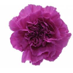 Clavel Col. Fancy Farida Lv. "T25"
