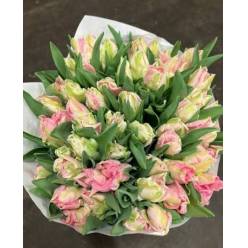 Tulipan Hol. Parrot Zambesi 40cm