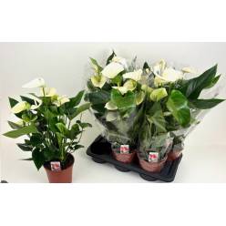 P. Anthurium Fl Pristino 17/60cm x6 5F