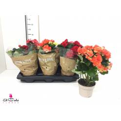 P. Begonia Du Mixta 13/40cm x6