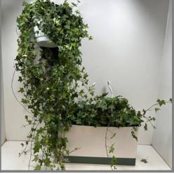 P. Hedera He Pittsburgh 24/120cm
