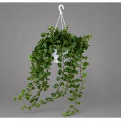 P. Hedera He White Wonder 13/70cm x6