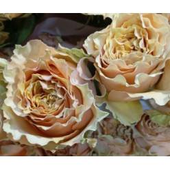 Rosa Ecu. Caramel Macchiato 60cm