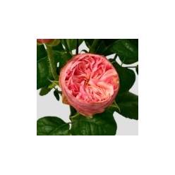 Ramificada Royal Blush Joy 40cm 15gr (1/2-flor tallo )