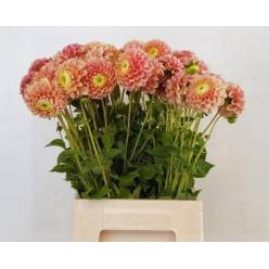 Dalia Hol. Sweet Suzanne 55cm "CC40"