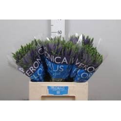 Veronica Smart Di Vert 50cm "T20" Lila