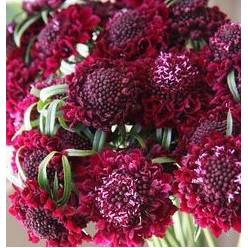 Scabiosa Atro Red Velvet Scoop 55cm "CC80"