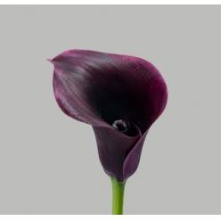 Calla Cantor 35cm Negra