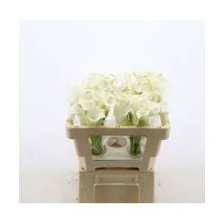 Calla Whitehorse 50cm