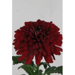 Uniflor Ecu. Lamira Red