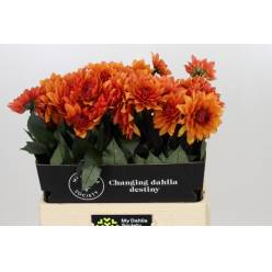Dalia Hol. Statue of Orange 60cm "CC40"