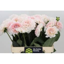 Dalia Hol. Blush White 60cm "CC40"