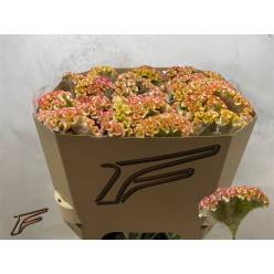 Celosia Cresta Bar Bossa 80cm