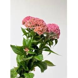 Celosia Cresta Pink Delight 70cm