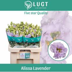 Lisiantus Hol. Alissa Lavander 70cm 55gr "T10"
