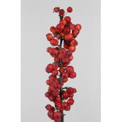 Malus Manzanitas Red Sentinel 80cm "CC6"