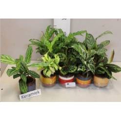P. Calathea Mixta 7/20cm "CC12" -M. Ceramica-