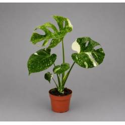 P. Monstera Del Thai Co 15/50cm x4