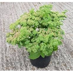 P. Sedum Telephium 15/40cm x6