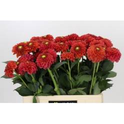 Dalia Hol. Zundert Mystery Fox 55cm "CC40"