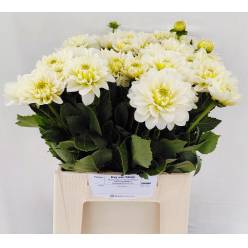 Dalia Hol. Polar Ice 45cm "CC40"